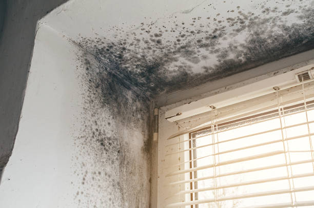 Trusted Commercial Mold Remediation service in Edenton, NC - Cheap Mold Removal
