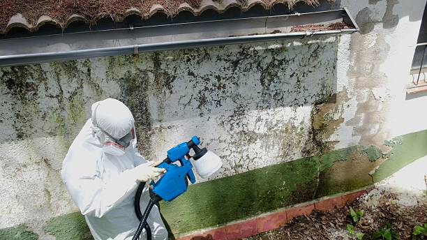 Top rated local Mold Cleanup specialists in Edenton, NC